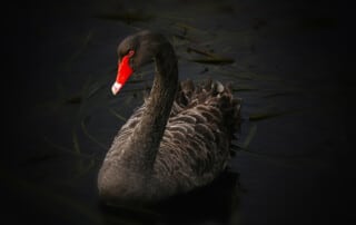 Schwarze Schwan