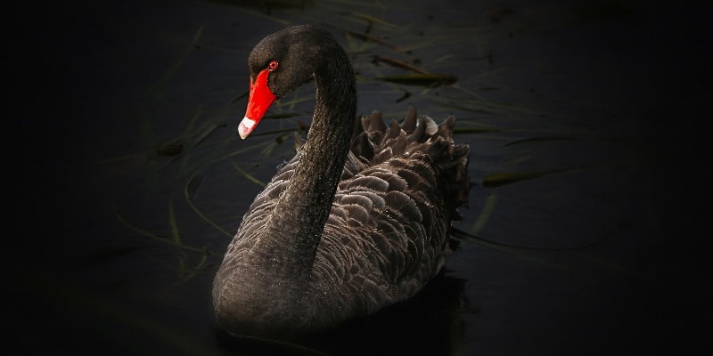 Schwarze Schwan