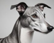 Greyhound Racing Ban in New Zealand